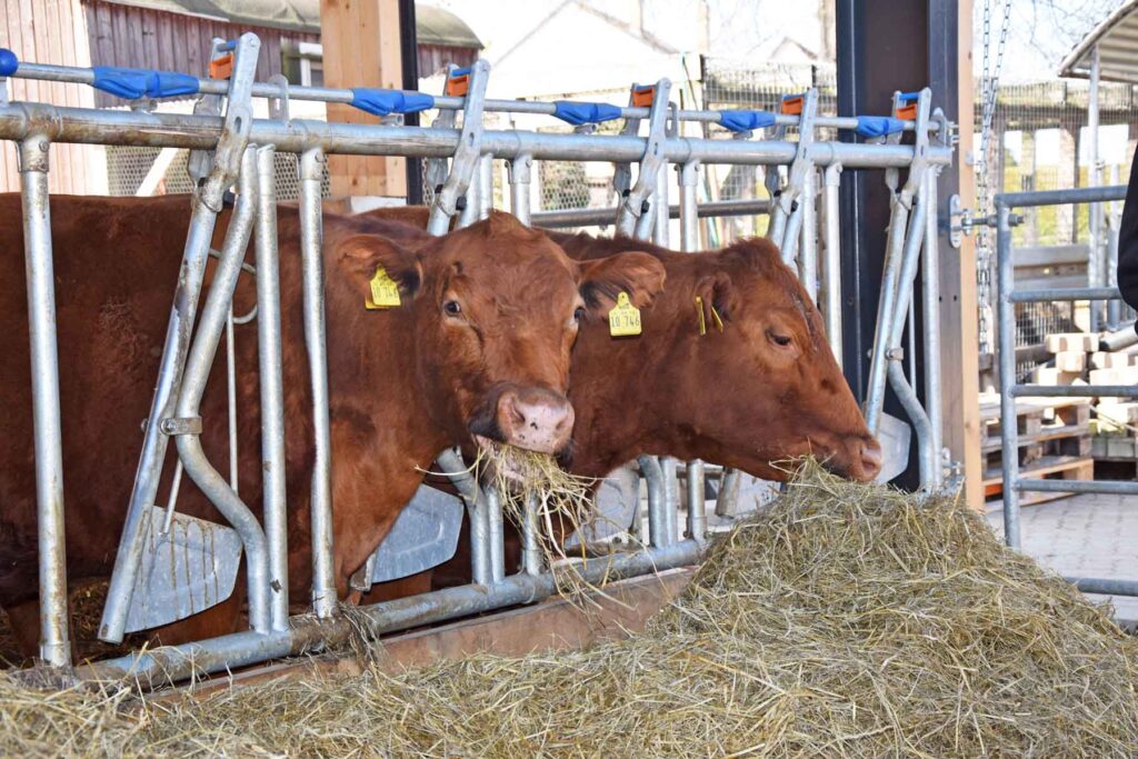 Anbau eines Offenstalls für Rinder an ein Bestandsgebäude in der Region Pattensen bei Hannover
